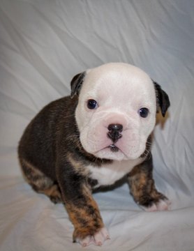 Medium Photo #1 English Bulldog Puppy For Sale in HATTIESBURG, MS, USA