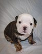 Small Photo #1 English Bulldog Puppy For Sale in HATTIESBURG, MS, USA