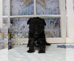 Small Photo #15 YorkiePoo Puppy For Sale in CHANUTE, KS, USA