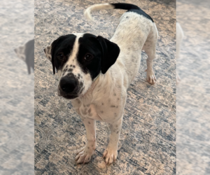 Dottie *URGENT FOSTER/ADOPTER NEEDED! - Female Mutt Dog for Adoption - Photo #7