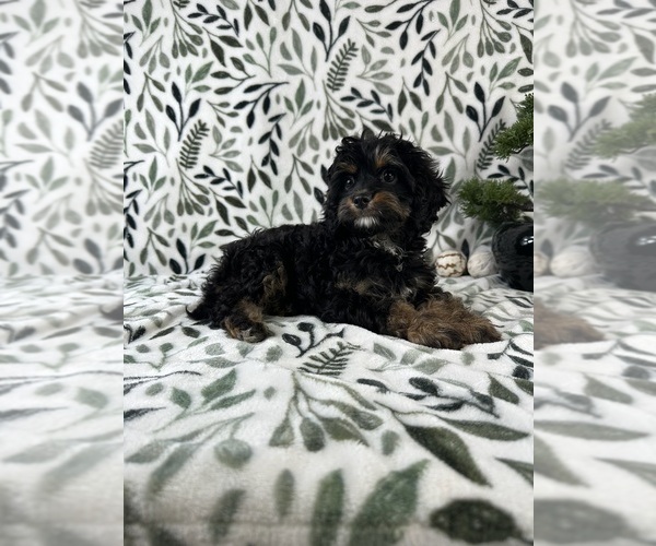 Medium Photo #3 Cavapoo Puppy For Sale in GREENFIELD, IN, USA