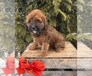 Whoodle (Miniature) Puppy for sale in MIDDLEBURY, IN, USA