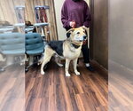 Small #13 Great Pyrenees Mix