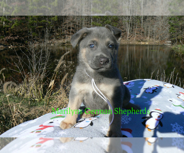 Medium Photo #5 German Shepherd Dog Puppy For Sale in PIEDMONT, MO, USA