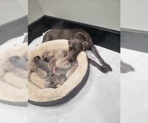 Father of the Weimaraner puppies born on 12/15/2021