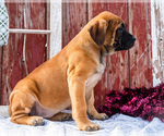 Small Photo #51 Mastiff Puppy For Sale in WAKARUSA, IN, USA