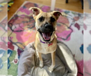 Border Collie-Unknown Mix Dogs for adoption in Boston, MA, USA