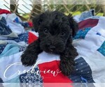 Puppy Clara Schnoodle (Miniature)