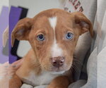 Small #1 Catahoula Leopard Dog-Labrador Retriever Mix