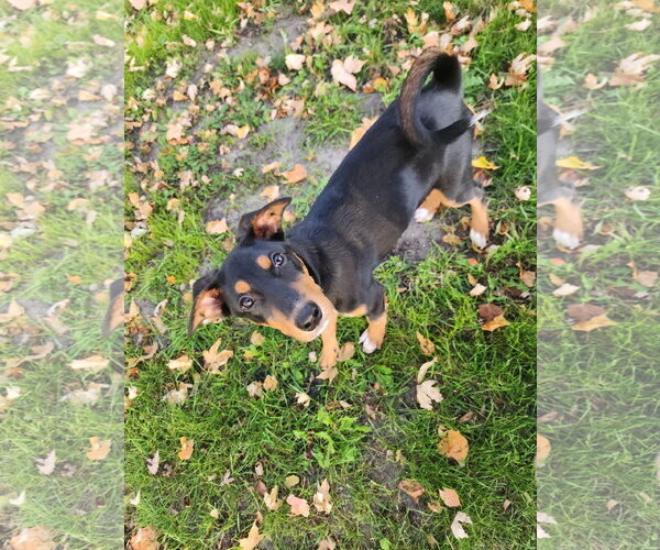 Medium Photo #5 Doberman Pinscher-Unknown Mix Puppy For Sale in Buffalo, MN, USA