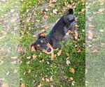 Small Photo #5 Doberman Pinscher-Unknown Mix Puppy For Sale in Buffalo, MN, USA
