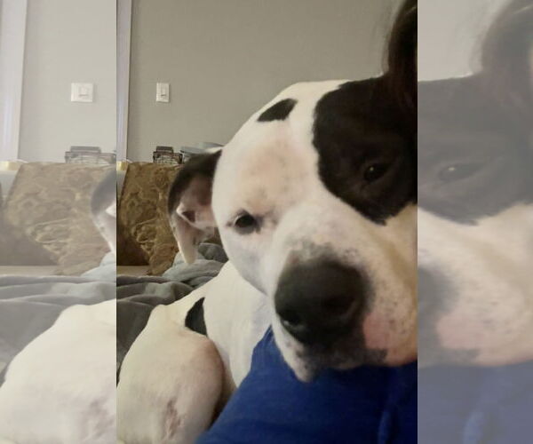 Medium Photo #3 American Bulldog Puppy For Sale in Hillsboro, NH, USA