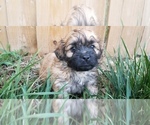 Small Photo #1 Zuchon Puppy For Sale in SHAWNEE, KS, USA