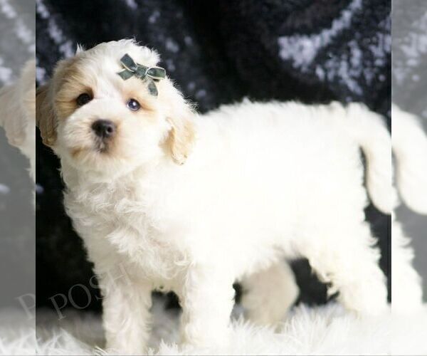 Medium Photo #8 Maltipoo (Miniature) Puppy For Sale in WARSAW, IN, USA