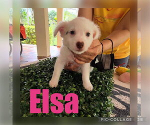 Lucy - Female Chihuahua-Unknown Mix Dog for Adoption - Photo #3