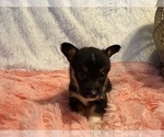 Small #9 American Corgi