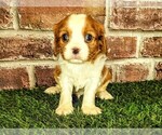 Small #5 Cavalier King Charles Spaniel
