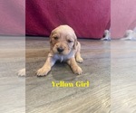 Small Photo #4 Golden Retriever Puppy For Sale in GIRARD, KS, USA