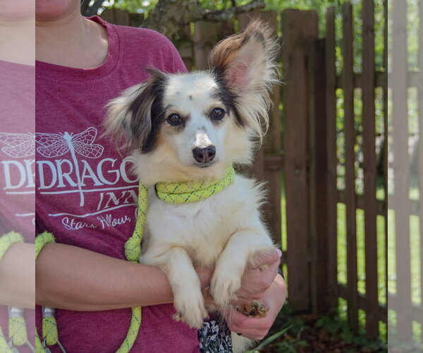 Medium Photo #2 Chion Puppy For Sale in Huntley, IL, USA