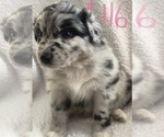 Small #8 Australian Shepherd