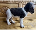 Small Photo #2 English Springer Spaniel Puppy For Sale in SIOUX FALLS, SD, USA