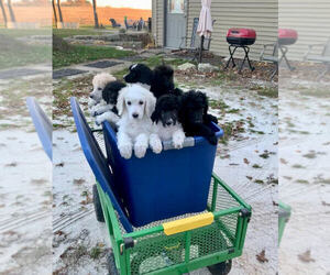 Labradoodle Puppy for sale in HORTONVILLE, WI, USA
