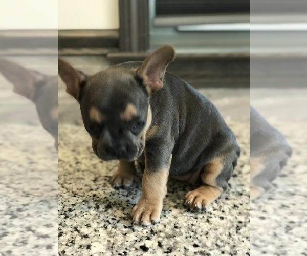 Medium Photo #7 French Bulldog Puppy For Sale in PEMBROKE, KY, USA