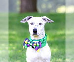 Small Photo #3 Mutt Puppy For Sale in Unionville, PA, USA
