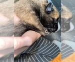 Small Photo #163 Belgian Malinois Puppy For Sale in REESEVILLE, WI, USA