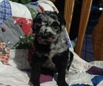 Small #1 Poodle (Standard)
