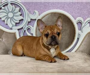 French Bulldog Puppy for sale in BALDWIN HILLS, CA, USA