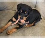 Small #5 Rottweiler