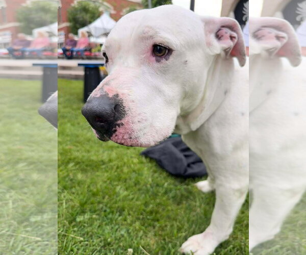 Medium Photo #2 American Pit Bull Terrier-Unknown Mix Puppy For Sale in Germantown, OH, USA