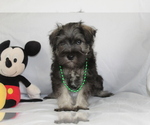 Small #2 Schnauzer (Miniature)