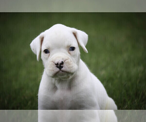 Boxer Puppy for sale in SHIPSHEWANA, IN, USA