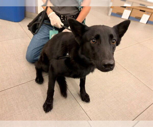 Medium Photo #1 Australian Kelpie-Unknown Mix Puppy For Sale in Rancho Cucamonga, CA, USA