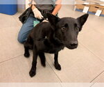 Small Australian Kelpie Mix
