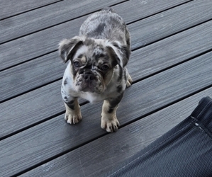French Bulldog Puppy for sale in GLEN BURNIE, MD, USA