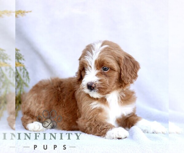 Medium Photo #4 Goldendoodle (Miniature) Puppy For Sale in EPHRATA, PA, USA