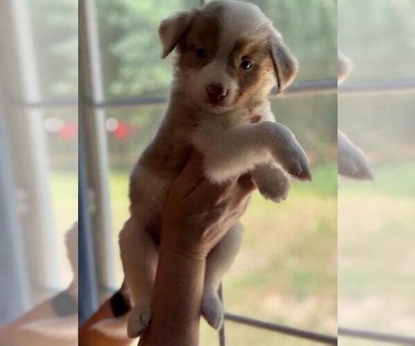 Medium Photo #1 Border-Aussie Puppy For Sale in ORLANDO, FL, USA