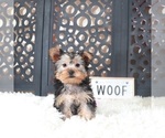 Small #2 Yorkshire Terrier