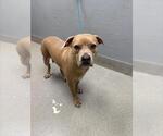 Small American Pit Bull Terrier Mix