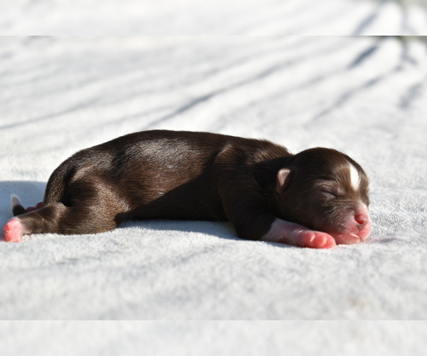 Medium Photo #2 Auss-Tzu Puppy For Sale in PALM COAST, FL, USA