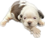 Puppy 1 Shih Tzu