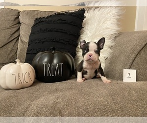 American Boston Bull Terrier Puppy for sale in MIAMISBURG, OH, USA