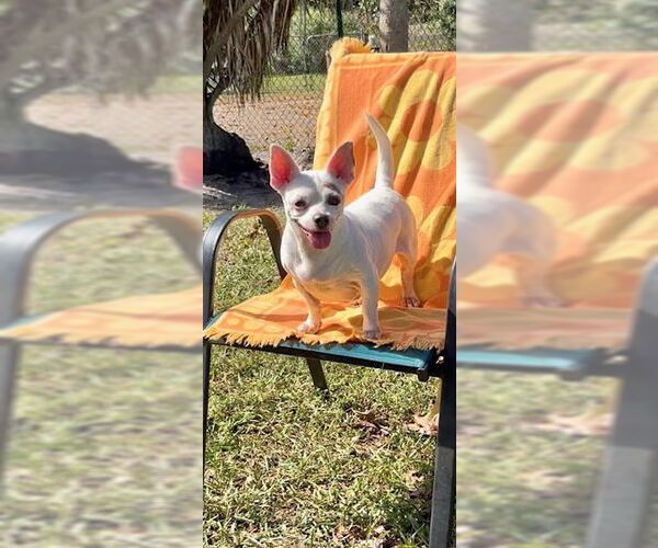 Medium Photo #2 Chihuahua Puppy For Sale in Weston, FL, USA