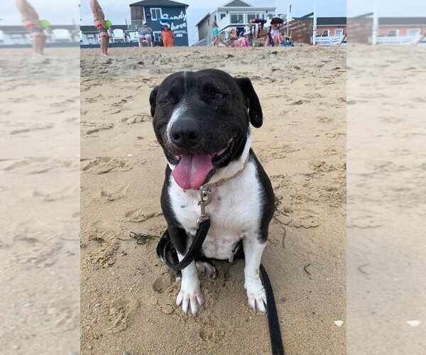 Medium Photo #2 Mutt Puppy For Sale in New York, NY, USA