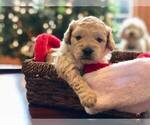 Small Photo #9 Goldendoodle Puppy For Sale in LIMA, OH, USA