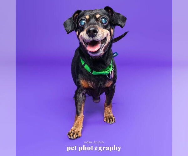 Medium Photo #1 Dachshund-Unknown Mix Puppy For Sale in Fargo, ND, USA