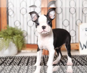 Boston Terrier Puppy for sale in NAPLES, FL, USA